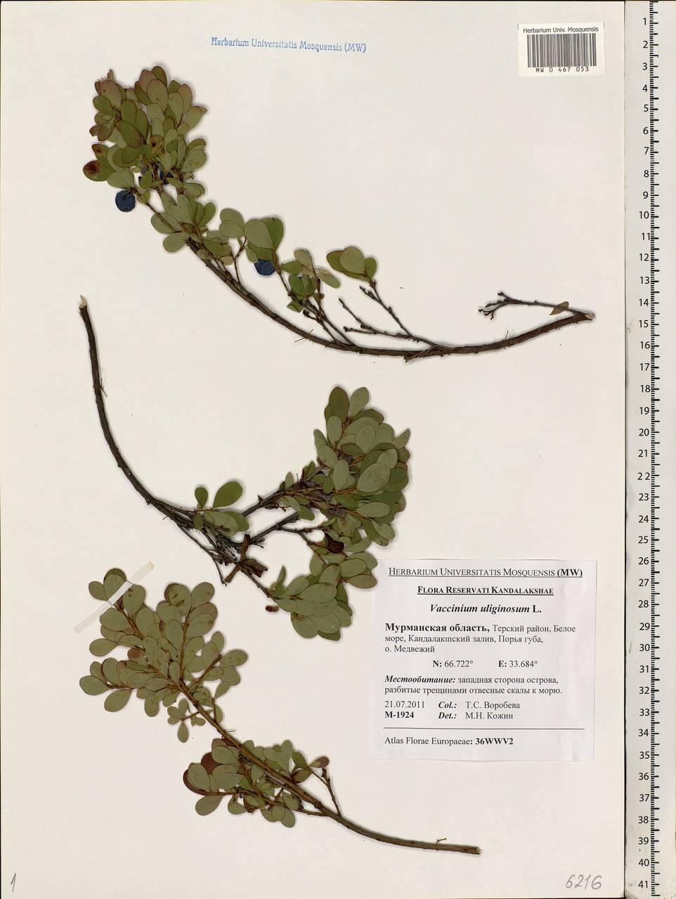 Vaccinium uliginosum L., Eastern Europe, Northern region (E1) (Russia)