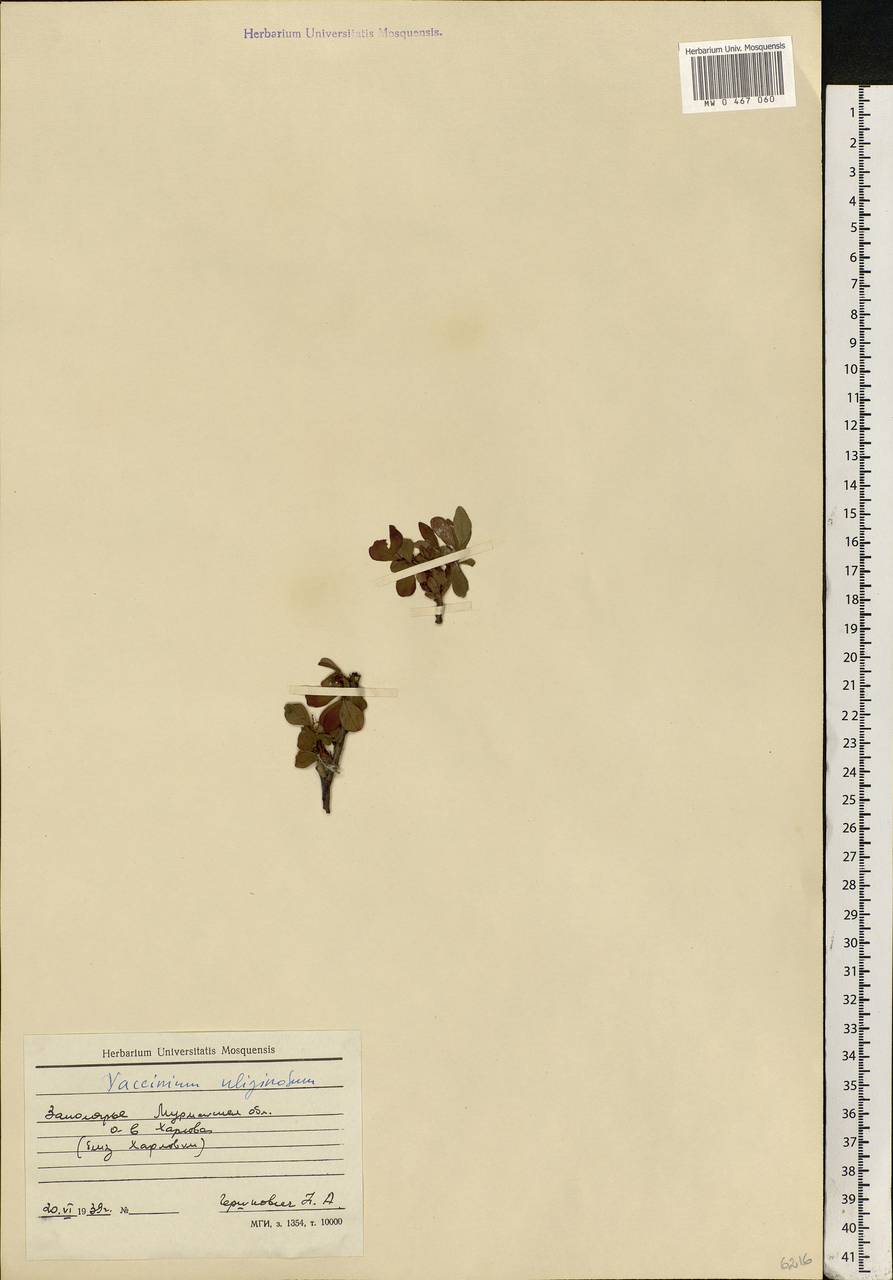 Vaccinium uliginosum L., Eastern Europe, Northern region (E1) (Russia)