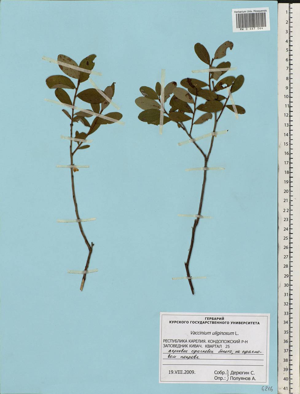 Vaccinium uliginosum L., Eastern Europe, Northern region (E1) (Russia)