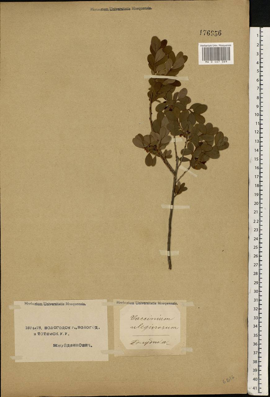 Vaccinium uliginosum L., Eastern Europe, Northern region (E1) (Russia)