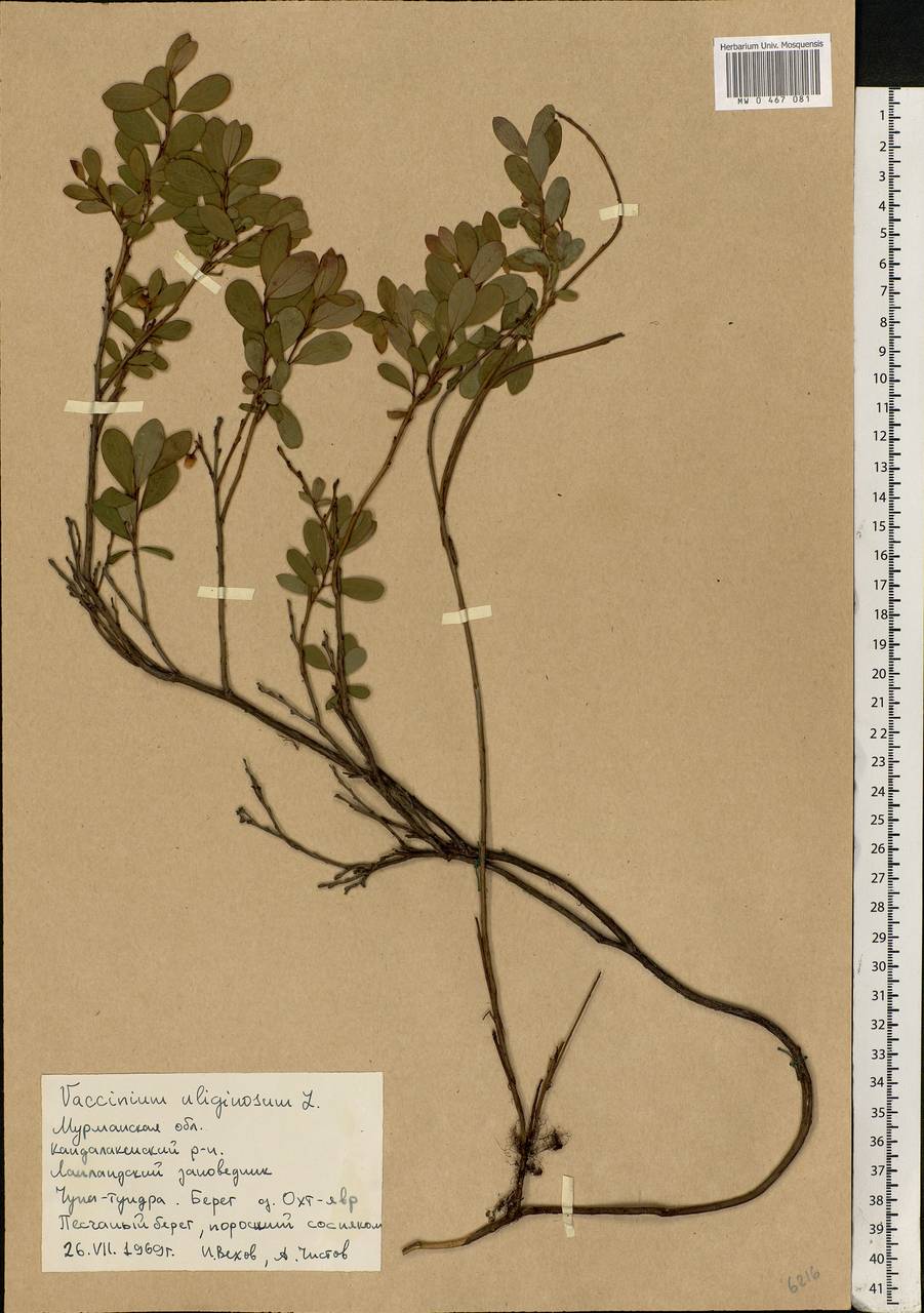 Vaccinium uliginosum L., Eastern Europe, Northern region (E1) (Russia)