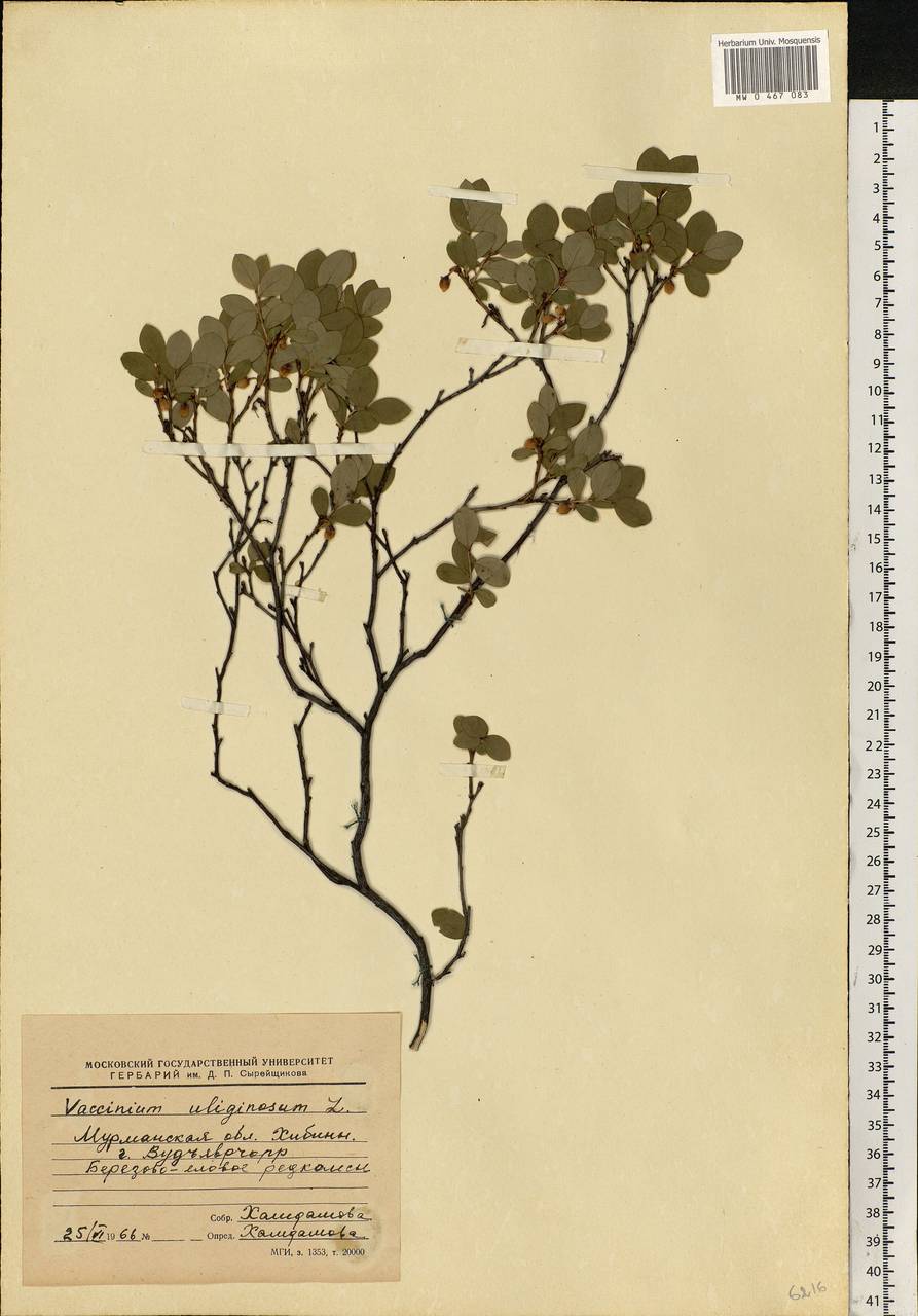 Vaccinium uliginosum L., Eastern Europe, Northern region (E1) (Russia)