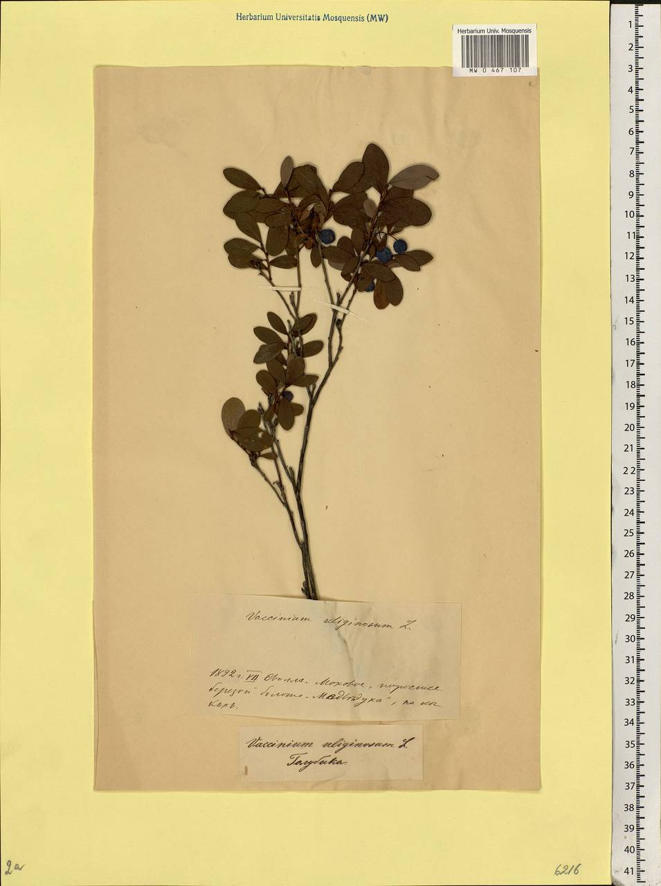 Vaccinium uliginosum L., Eastern Europe, Belarus (E3a) (Belarus)