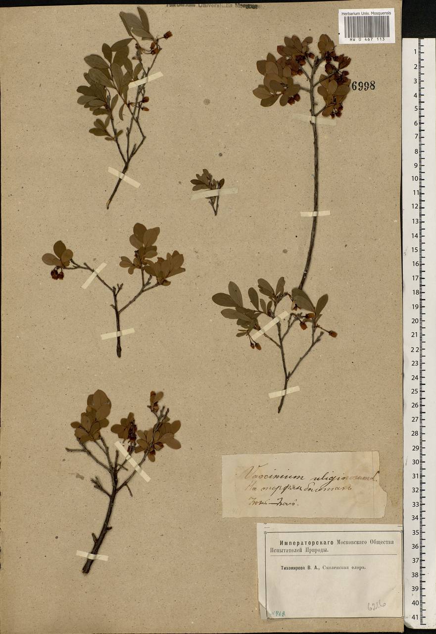 Vaccinium uliginosum L., Eastern Europe, Western region (E3) (Russia)