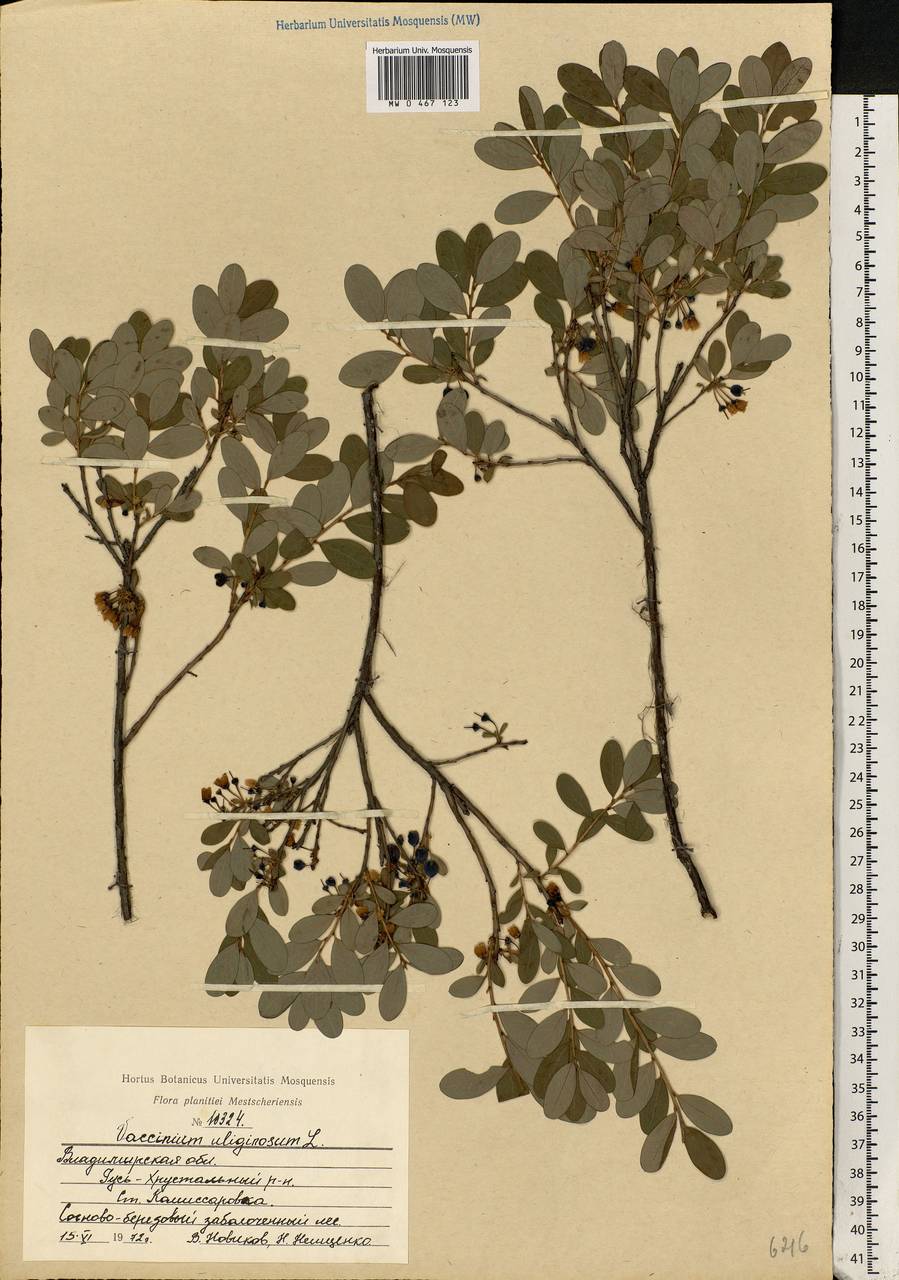 Vaccinium uliginosum L., Eastern Europe, Central region (E4) (Russia)