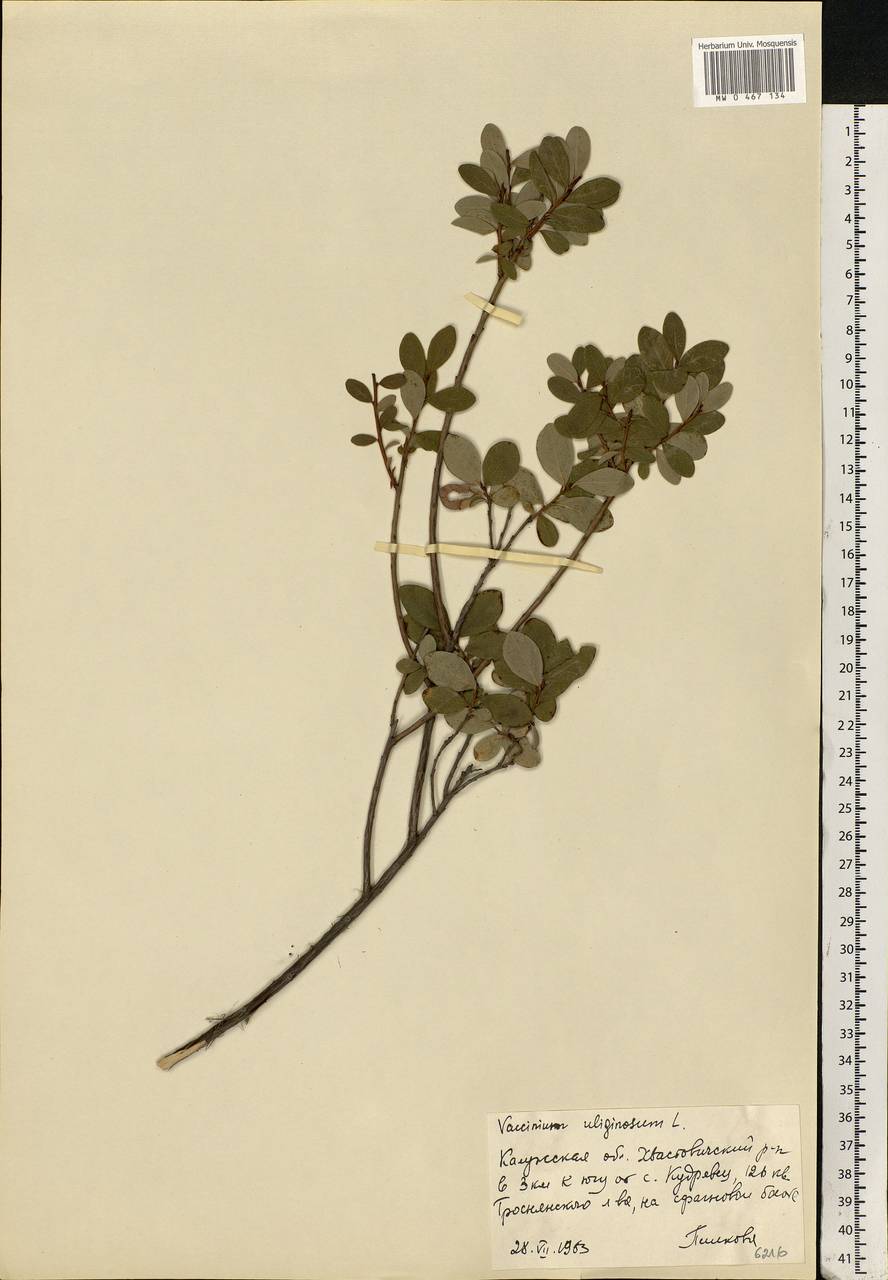 Vaccinium uliginosum L., Eastern Europe, Central region (E4) (Russia)