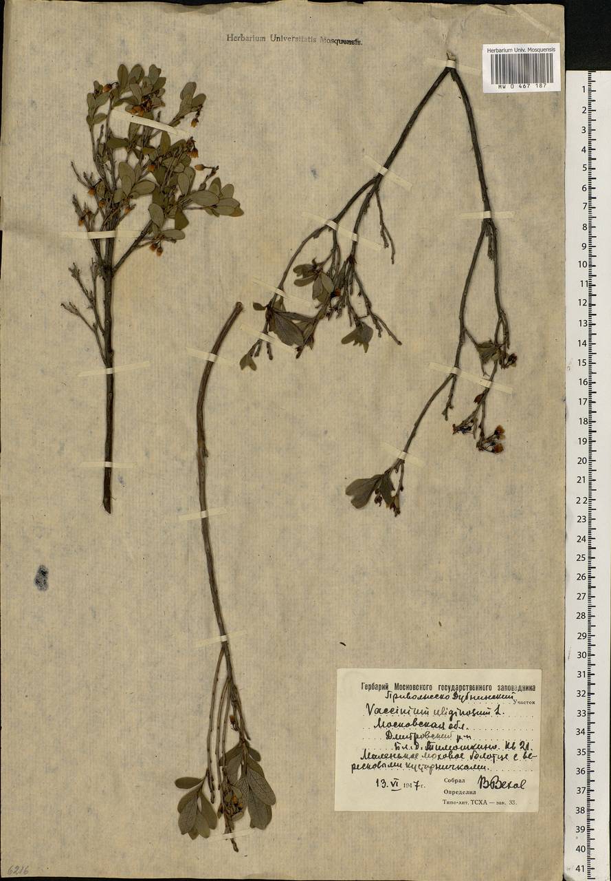 Vaccinium uliginosum L., Eastern Europe, Moscow region (E4a) (Russia)