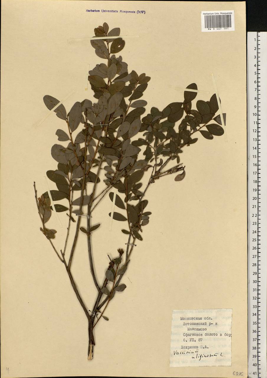 Vaccinium uliginosum L., Eastern Europe, Moscow region (E4a) (Russia)