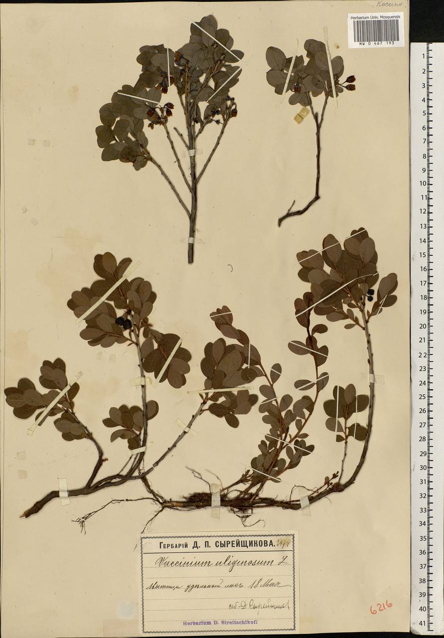 Vaccinium uliginosum L., Eastern Europe, Moscow region (E4a) (Russia)