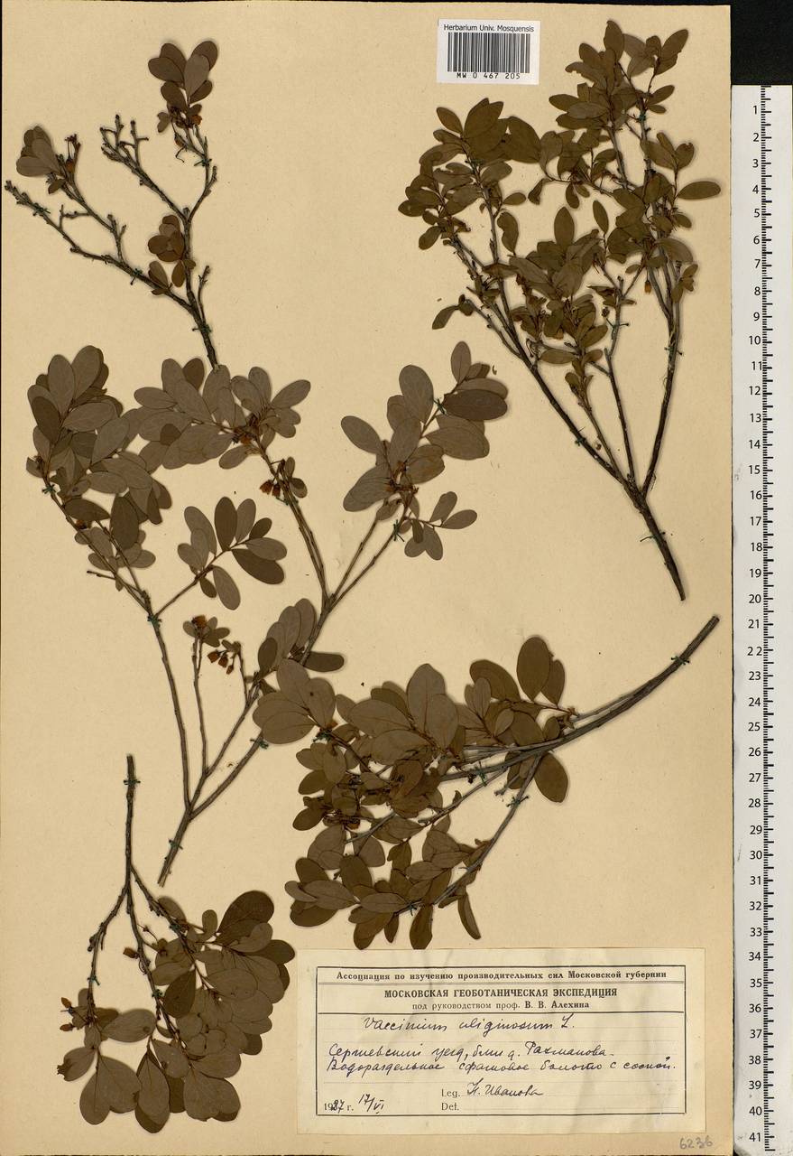 Vaccinium uliginosum L., Eastern Europe, Moscow region (E4a) (Russia)