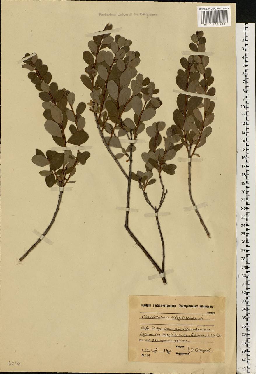 Vaccinium uliginosum L., Eastern Europe, Moscow region (E4a) (Russia)