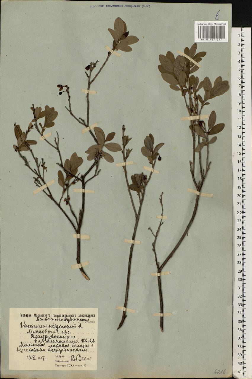 Vaccinium uliginosum L., Eastern Europe, Moscow region (E4a) (Russia)