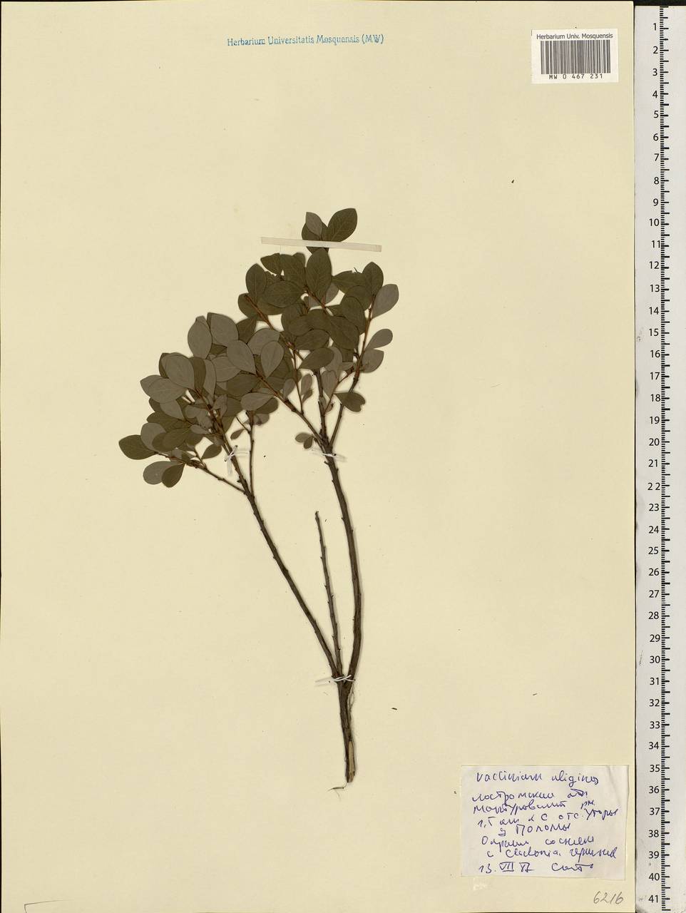 Vaccinium uliginosum L., Eastern Europe, Central forest region (E5) (Russia)