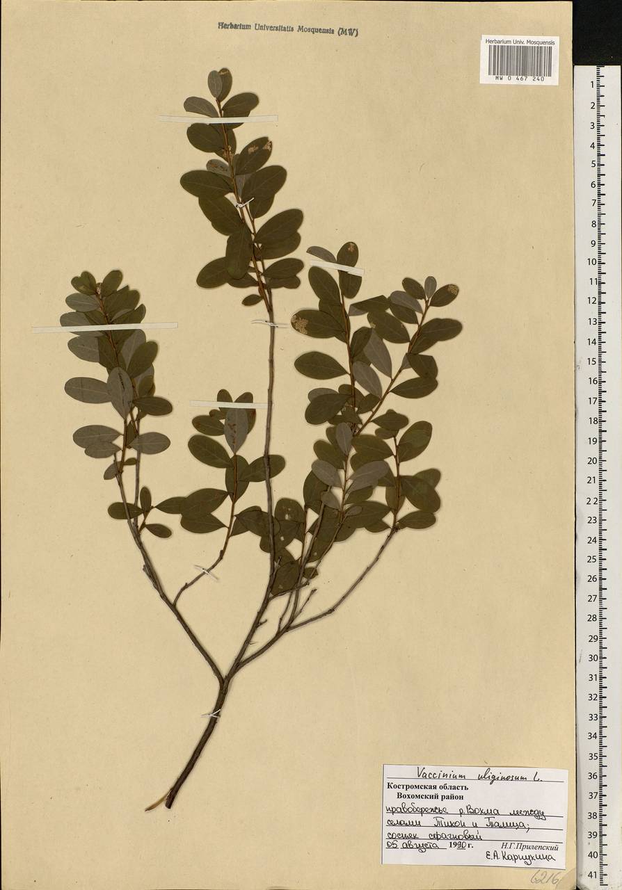 Vaccinium uliginosum L., Eastern Europe, Central forest region (E5) (Russia)