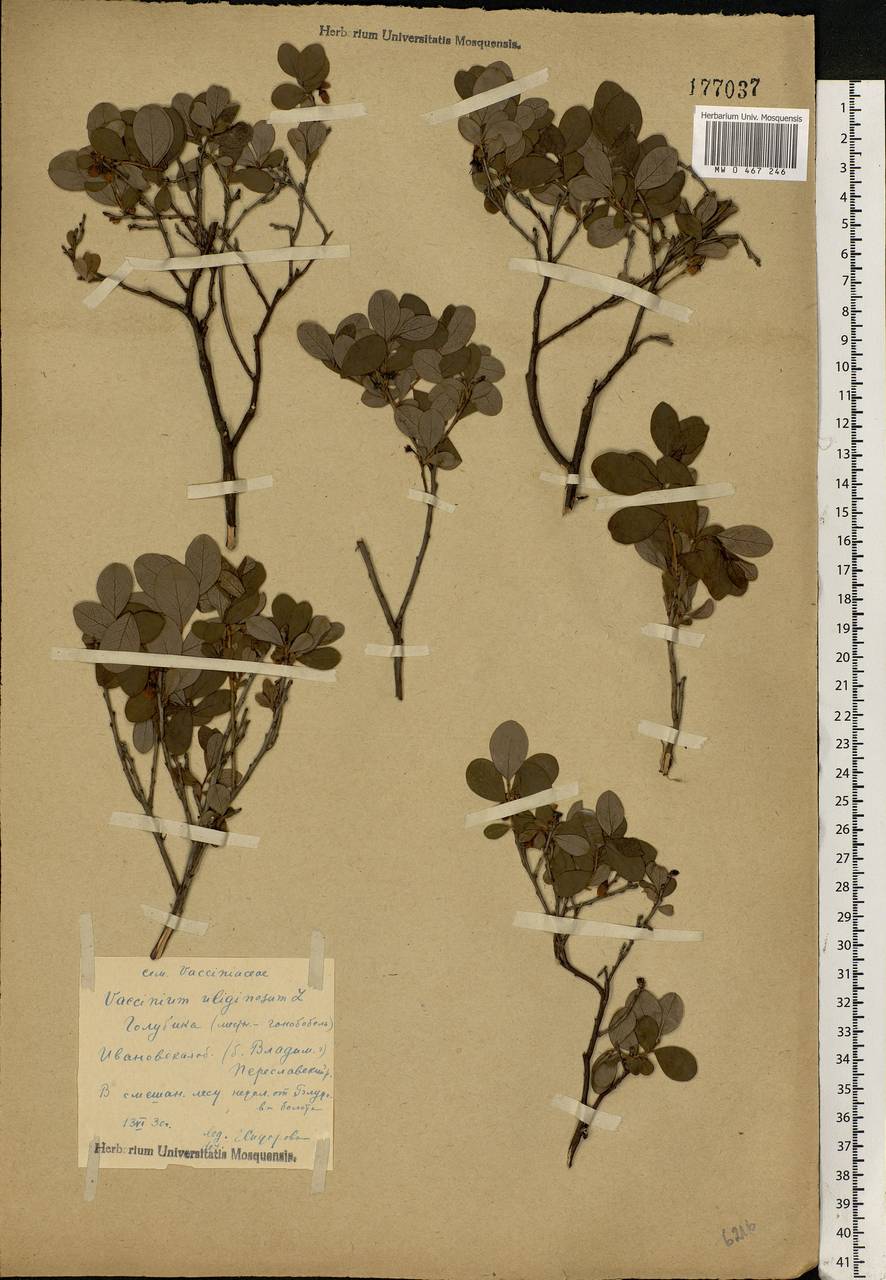 Vaccinium uliginosum L., Eastern Europe, Central forest region (E5) (Russia)