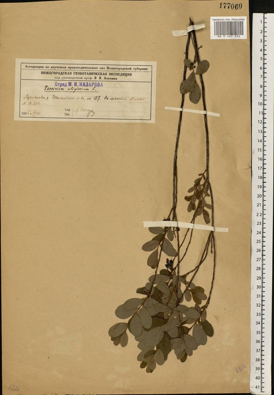 Vaccinium uliginosum L., Eastern Europe, Volga-Kama region (E7) (Russia)