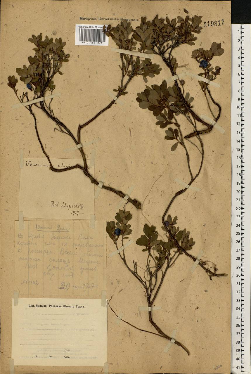 Vaccinium uliginosum L., Eastern Europe, Eastern region (E10) (Russia)