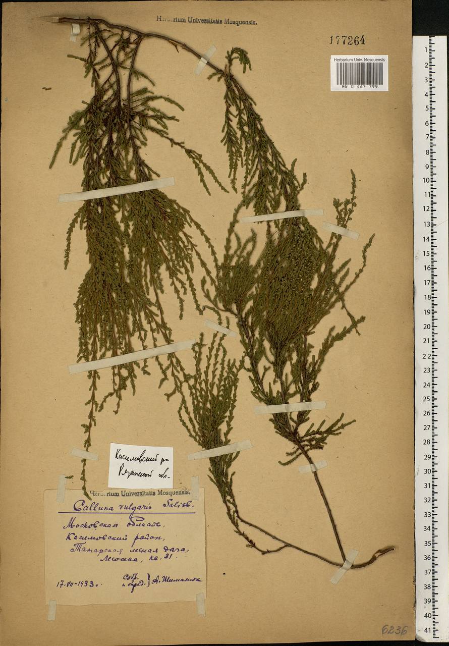 Calluna vulgaris (L.) Hull, Eastern Europe, Central region (E4) (Russia)