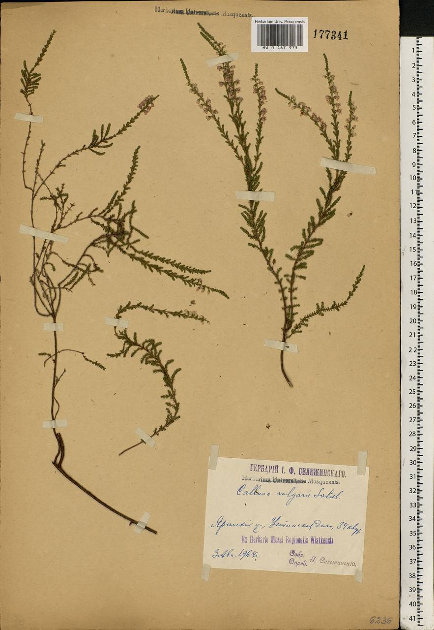 Calluna vulgaris (L.) Hull, Eastern Europe, Volga-Kama region (E7) (Russia)