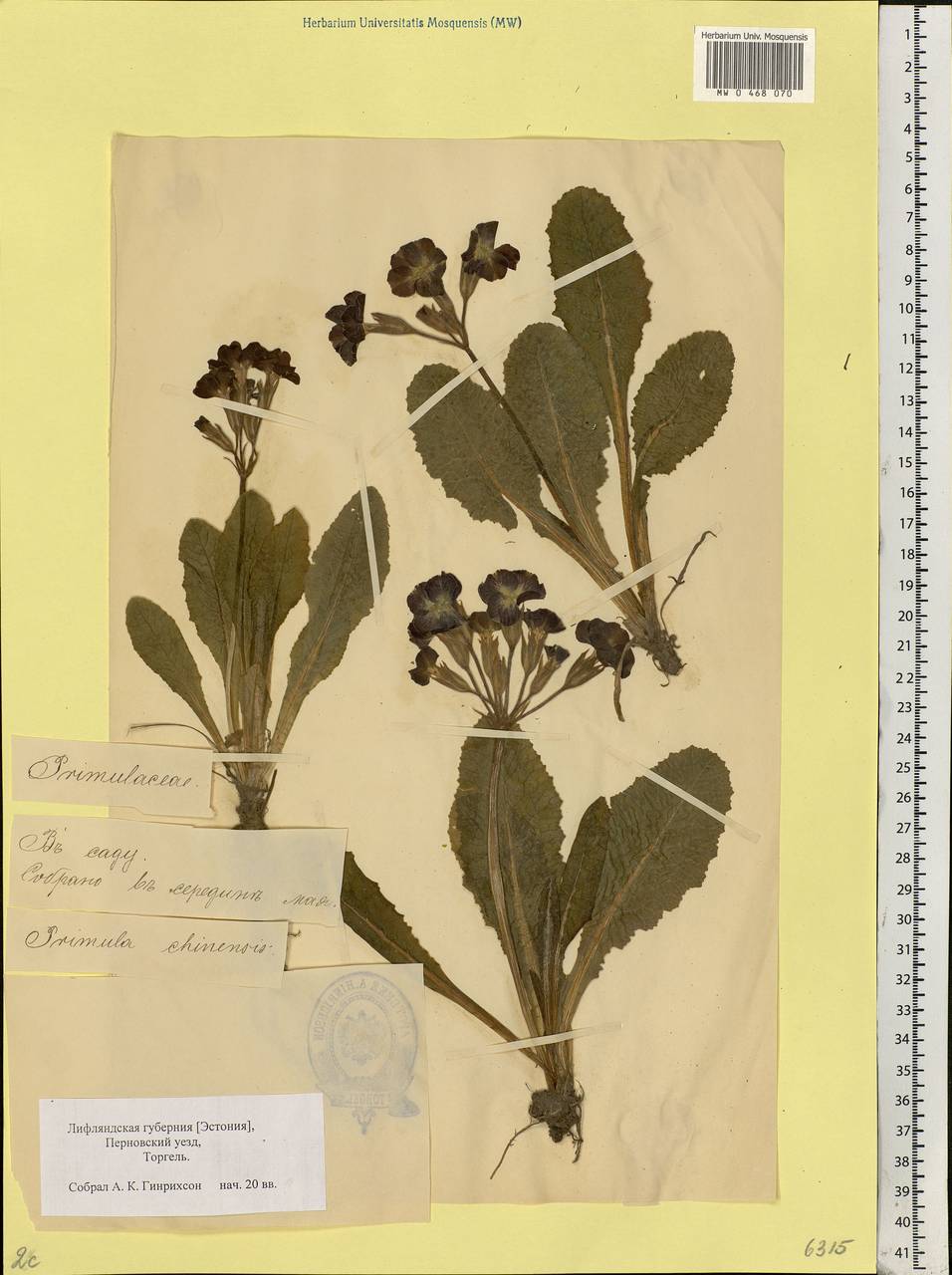Primula sinensis Sabine ex Lindl., Eastern Europe, Estonia (E2c) (Estonia)