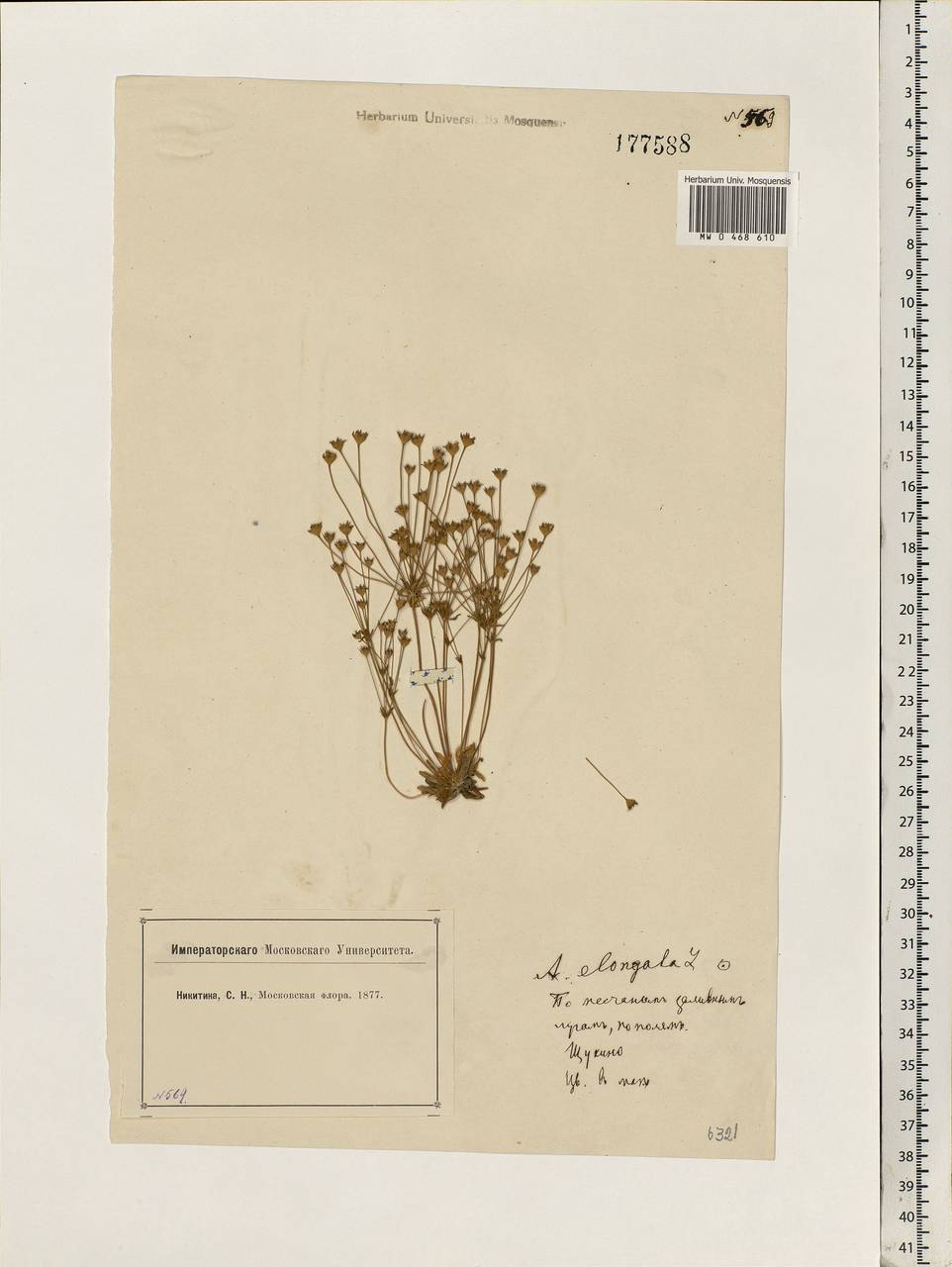 Androsace elongata L., Eastern Europe, Moscow region (E4a) (Russia)