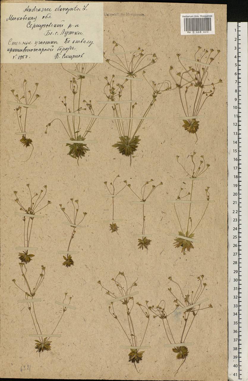 Androsace elongata L., Eastern Europe, Moscow region (E4a) (Russia)