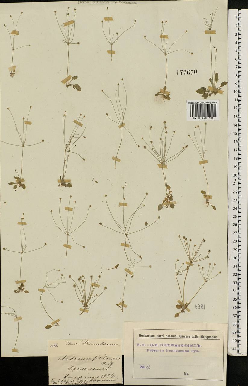 Androsace filiformis Retz., Eastern Europe, Moscow region (E4a) (Russia)