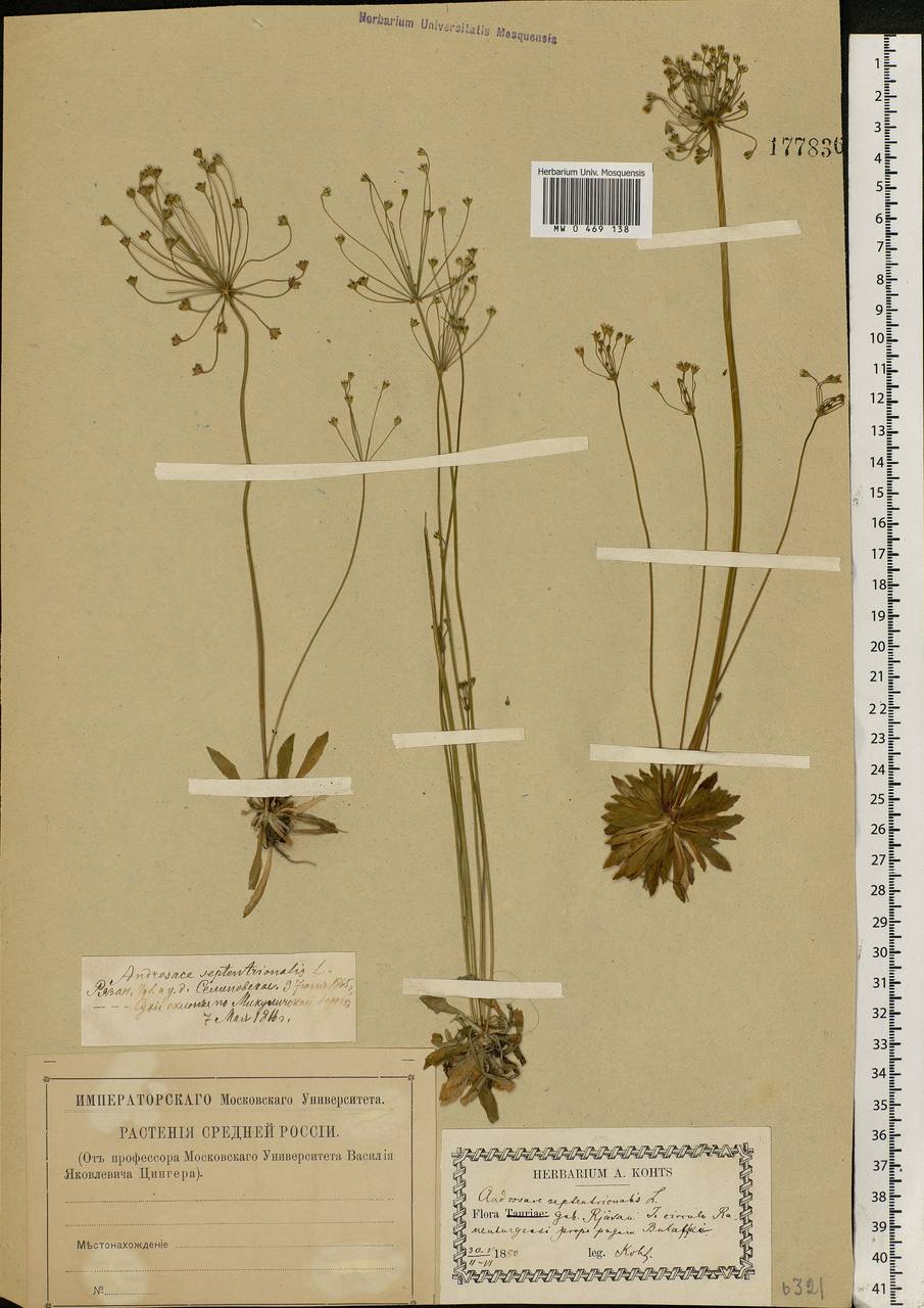Androsace septentrionalis L., Eastern Europe, Central region (E4) (Russia)