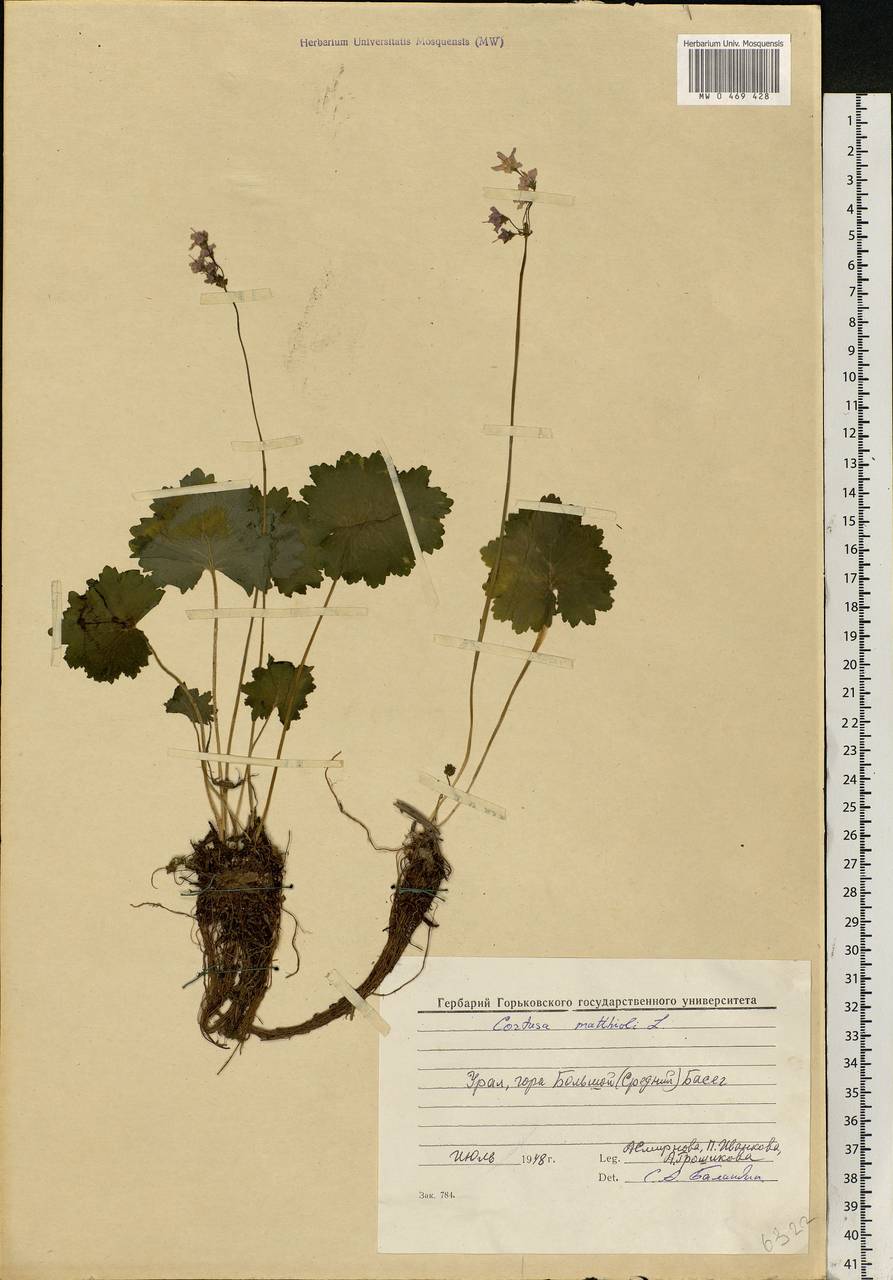 Primula matthioli subsp. matthioli, Eastern Europe, Eastern region (E10) (Russia)