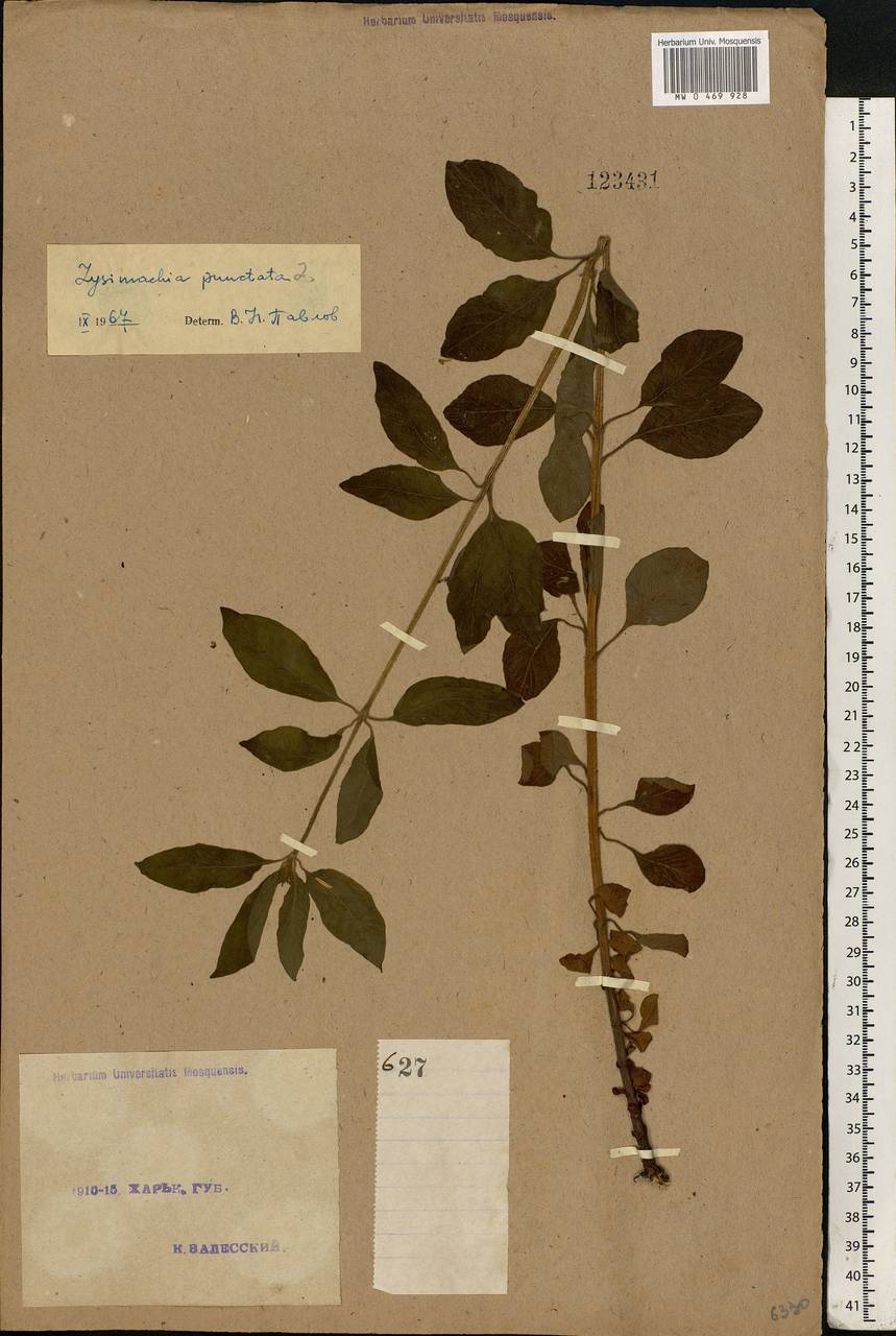 Lysimachia punctata L., Eastern Europe, North Ukrainian region (E11) (Ukraine)