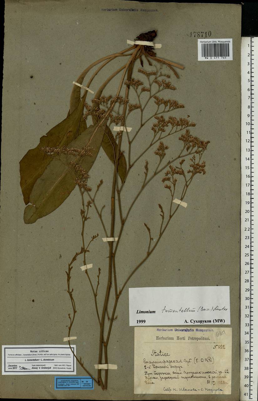 Limonium tomentellum (Boiss.) Kuntze, Eastern Europe, Lower Volga region (E9) (Russia)
