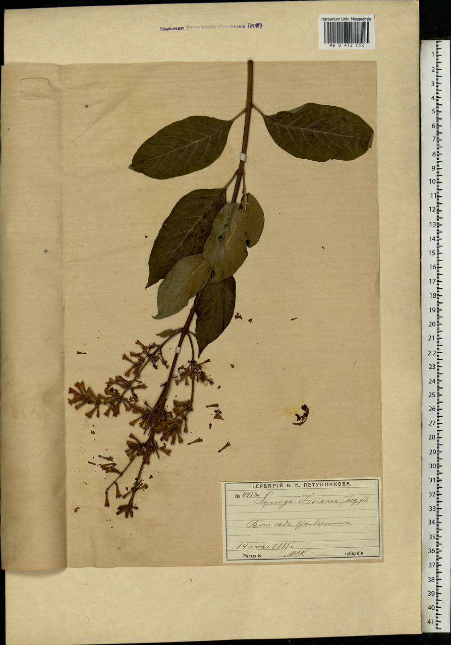Syringa josikaea J.Jacq. ex Rchb.f., Eastern Europe, Moscow region (E4a) (Russia)
