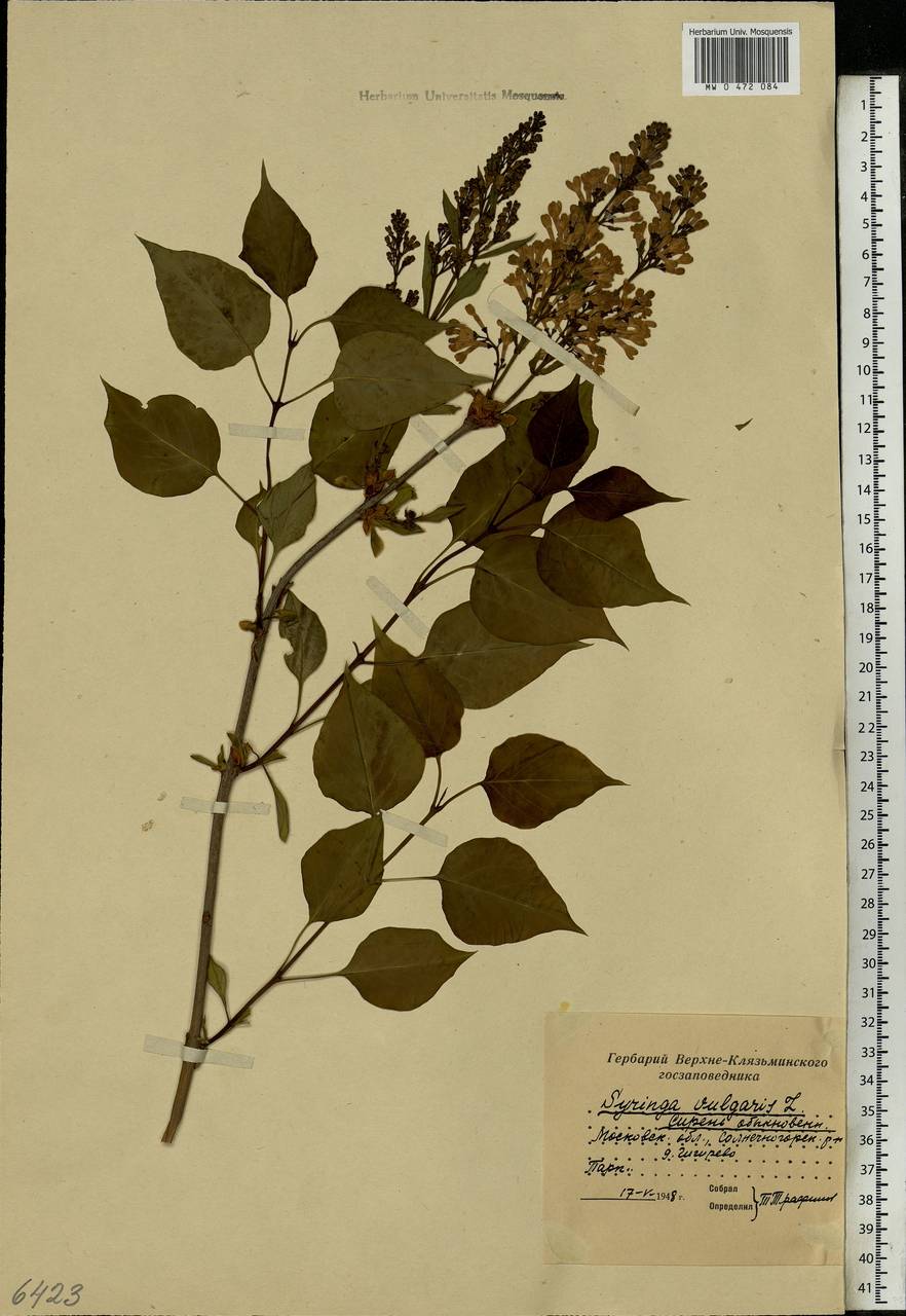 Syringa vulgaris L., Eastern Europe, Moscow region (E4a) (Russia)
