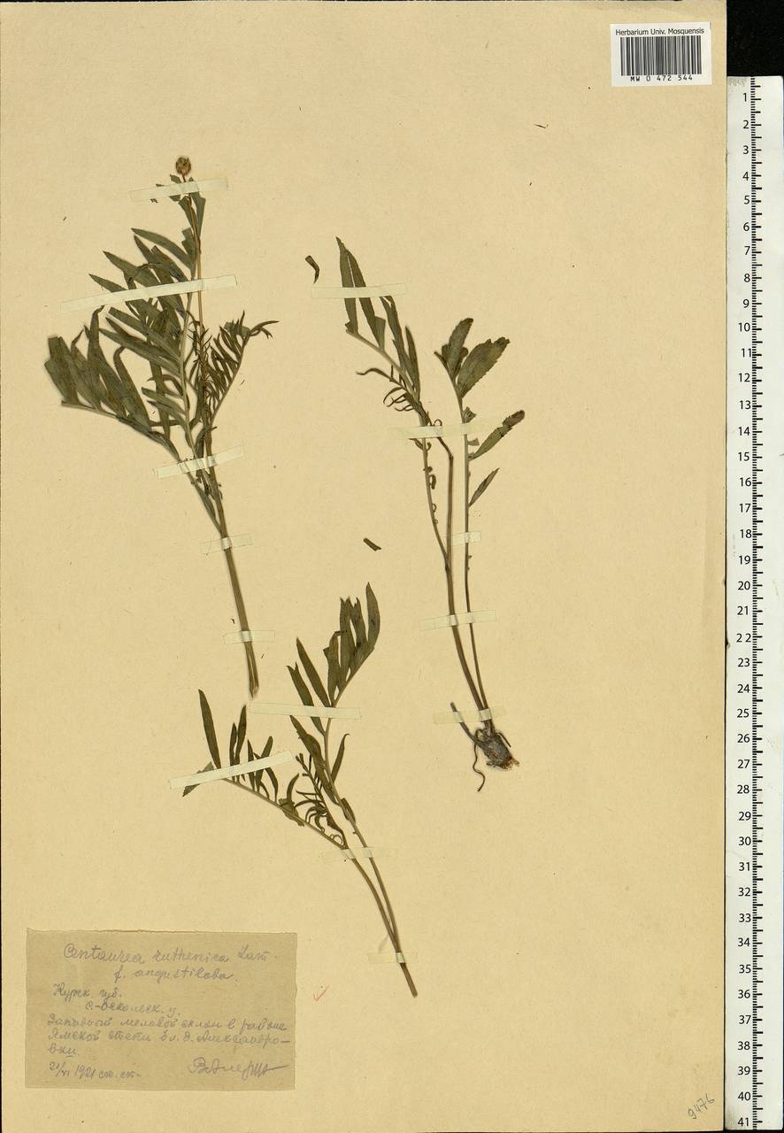Rhaponticoides ruthenica (Lam.) M. V. Agab. & Greuter, Eastern Europe, Central forest-and-steppe region (E6) (Russia)