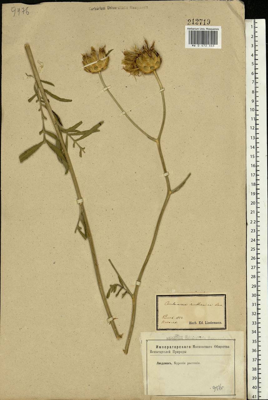 Rhaponticoides ruthenica (Lam.) M. V. Agab. & Greuter, Eastern Europe, Central forest-and-steppe region (E6) (Russia)