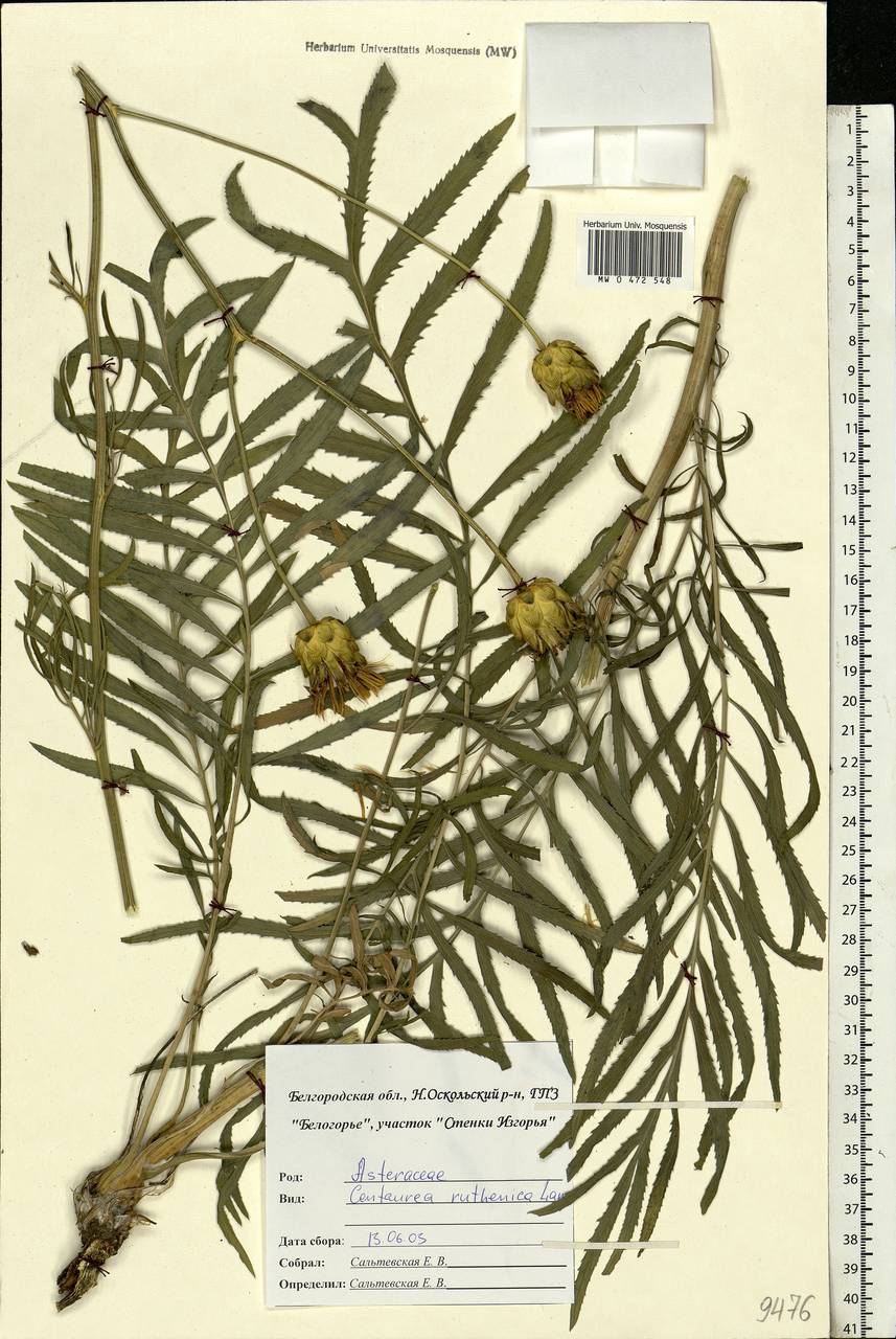 Rhaponticoides ruthenica (Lam.) M. V. Agab. & Greuter, Eastern Europe, Central forest-and-steppe region (E6) (Russia)