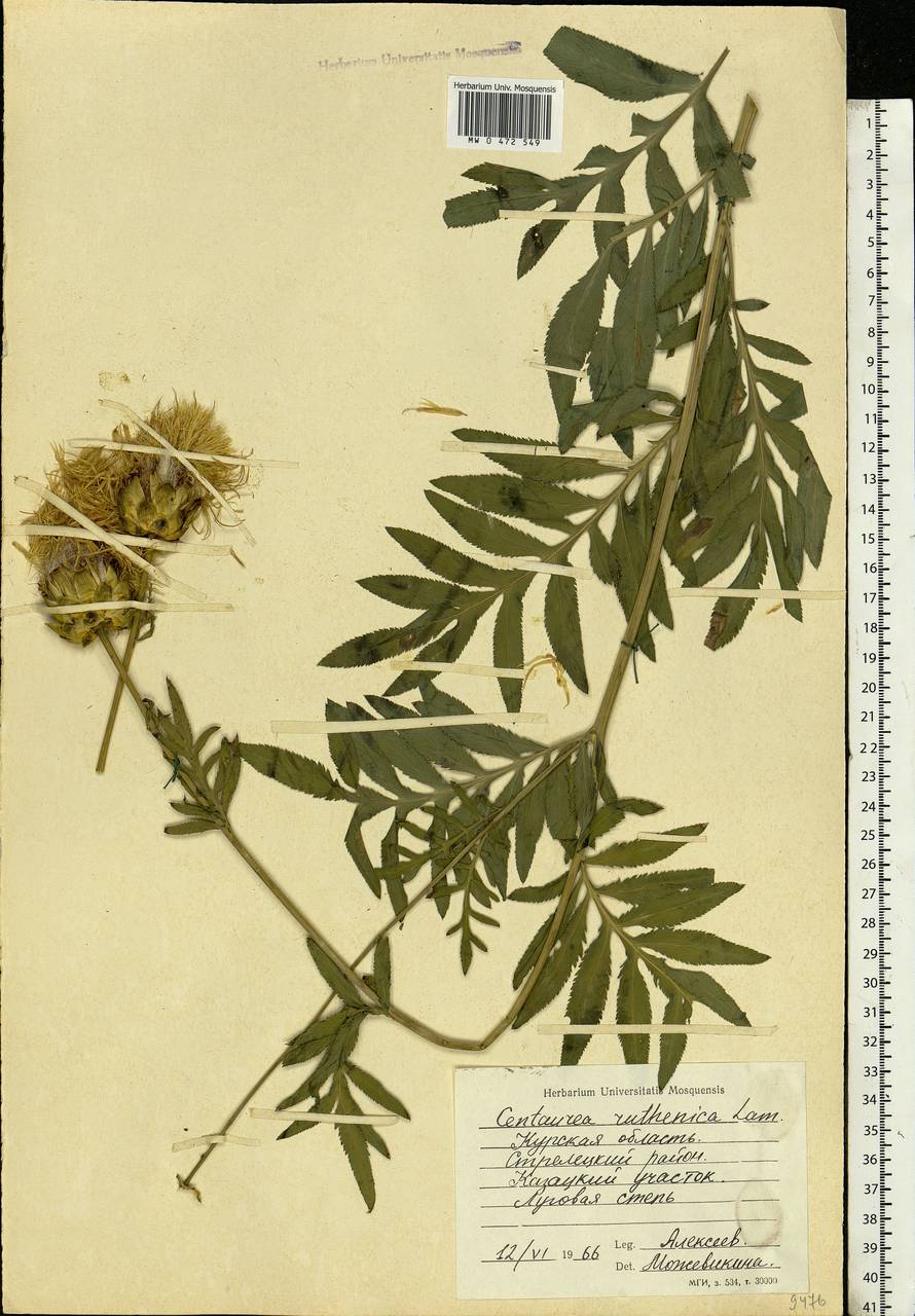 Rhaponticoides ruthenica (Lam.) M. V. Agab. & Greuter, Eastern Europe, Central forest-and-steppe region (E6) (Russia)