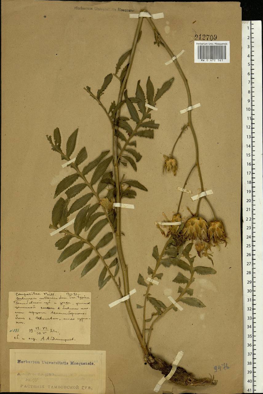 Rhaponticoides ruthenica (Lam.) M. V. Agab. & Greuter, Eastern Europe, Central forest-and-steppe region (E6) (Russia)