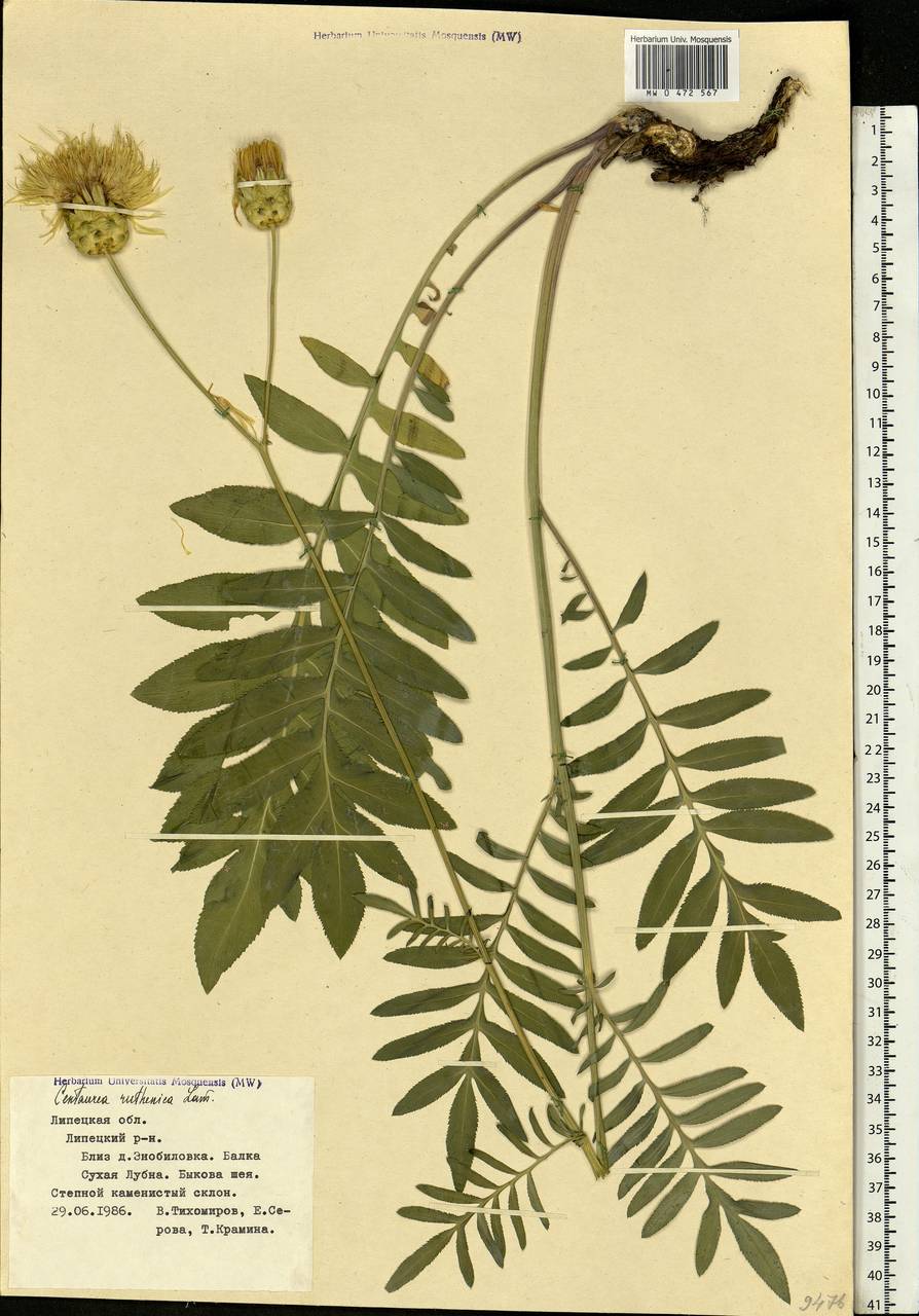 Rhaponticoides ruthenica (Lam.) M. V. Agab. & Greuter, Eastern Europe, Central forest-and-steppe region (E6) (Russia)
