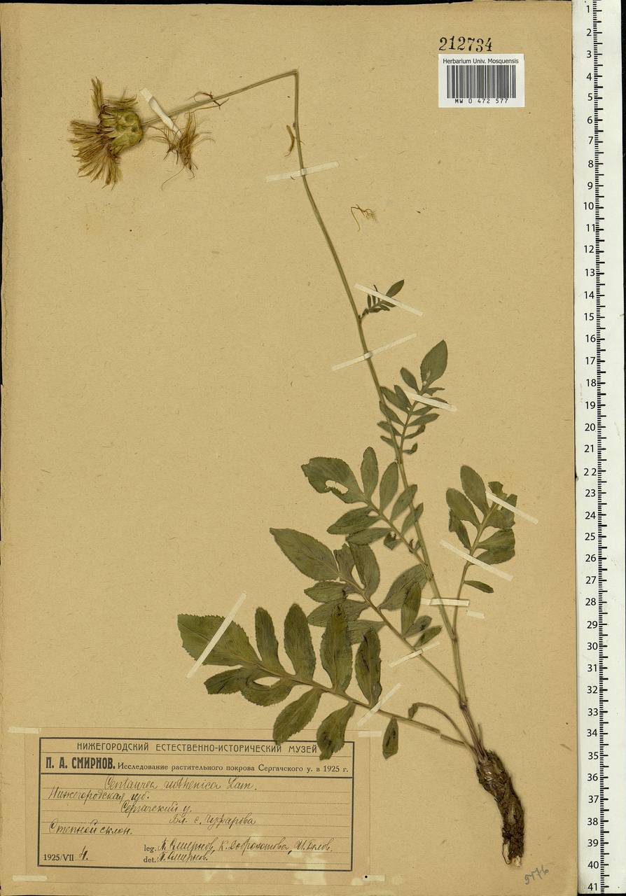 Rhaponticoides ruthenica (Lam.) M. V. Agab. & Greuter, Eastern Europe, Volga-Kama region (E7) (Russia)