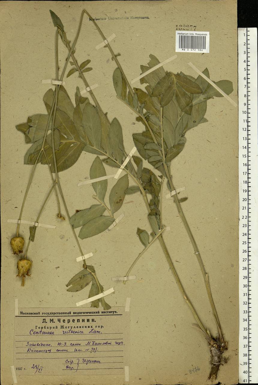 Rhaponticoides ruthenica (Lam.) M. V. Agab. & Greuter, Eastern Europe, Middle Volga region (E8) (Russia)