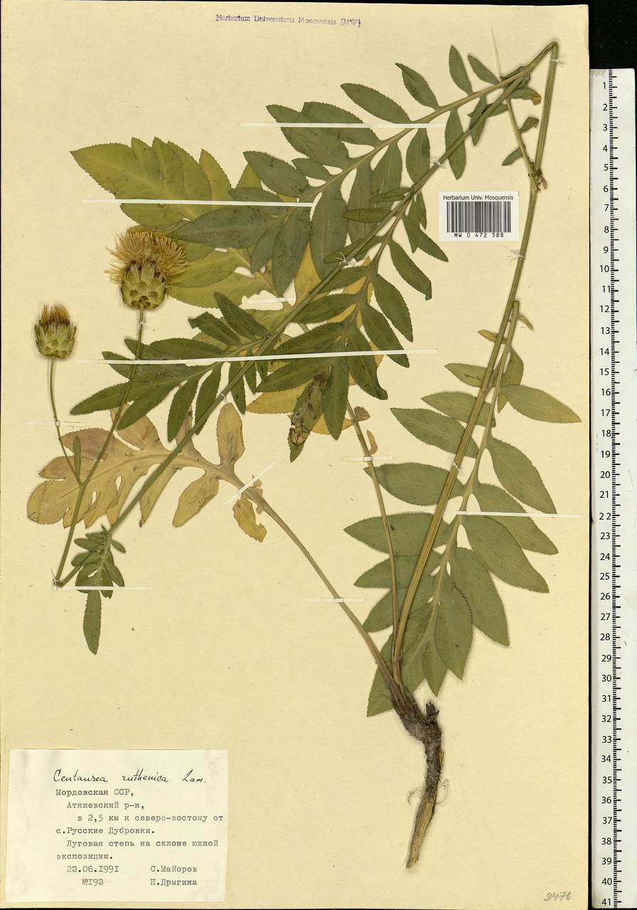 Rhaponticoides ruthenica (Lam.) M. V. Agab. & Greuter, Eastern Europe, Middle Volga region (E8) (Russia)