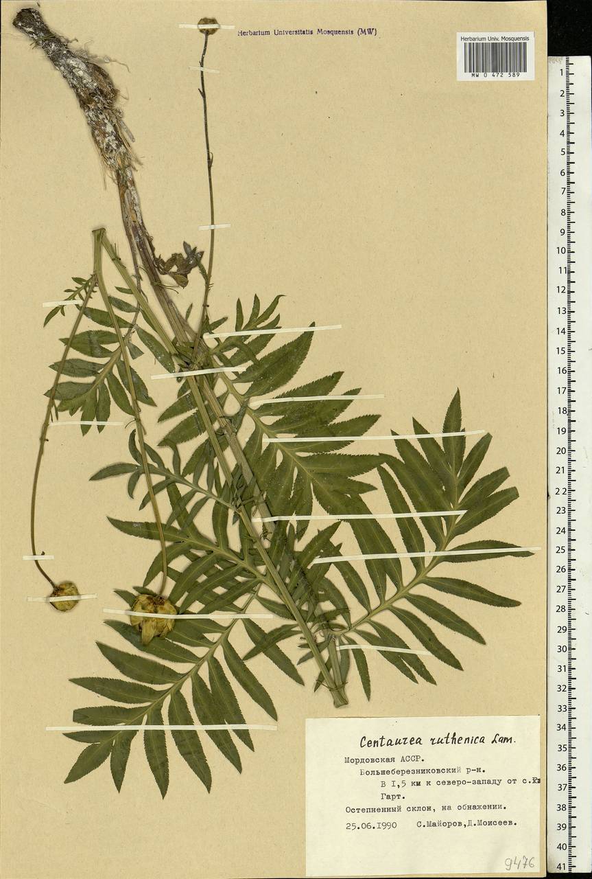 Rhaponticoides ruthenica (Lam.) M. V. Agab. & Greuter, Eastern Europe, Middle Volga region (E8) (Russia)