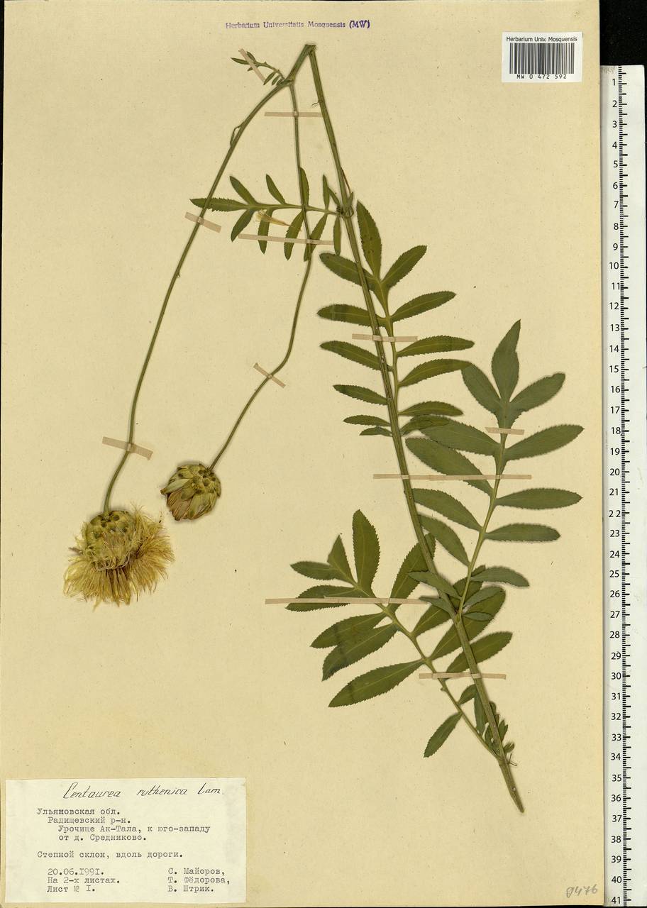 Rhaponticoides ruthenica (Lam.) M. V. Agab. & Greuter, Eastern Europe, Middle Volga region (E8) (Russia)