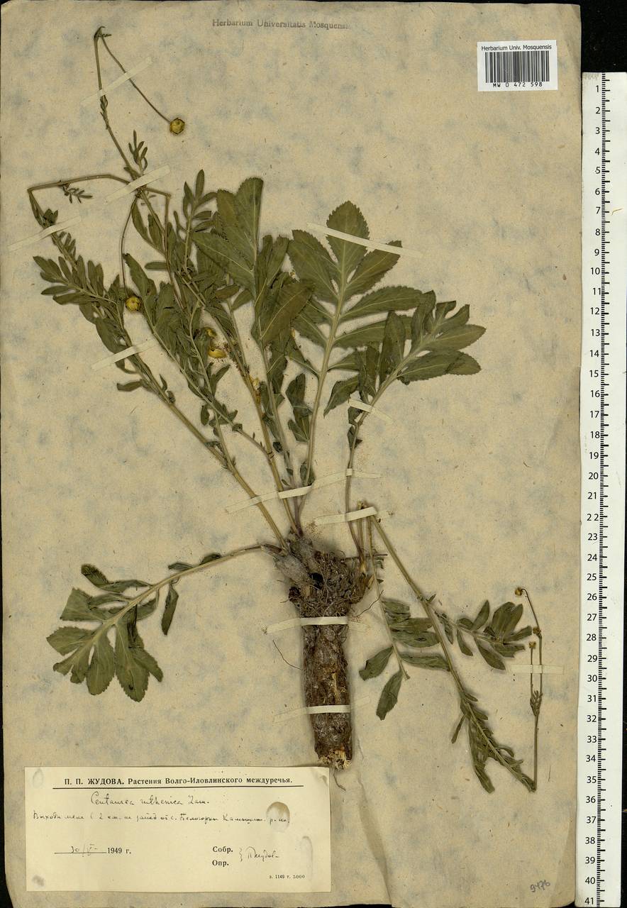 Rhaponticoides ruthenica (Lam.) M. V. Agab. & Greuter, Eastern Europe, Lower Volga region (E9) (Russia)