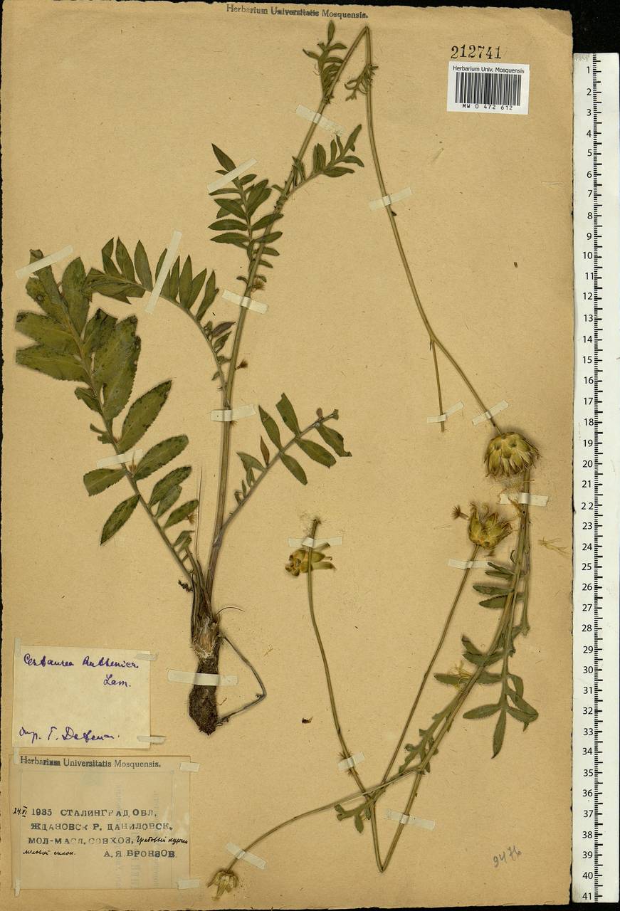 Rhaponticoides ruthenica (Lam.) M. V. Agab. & Greuter, Eastern Europe, Lower Volga region (E9) (Russia)