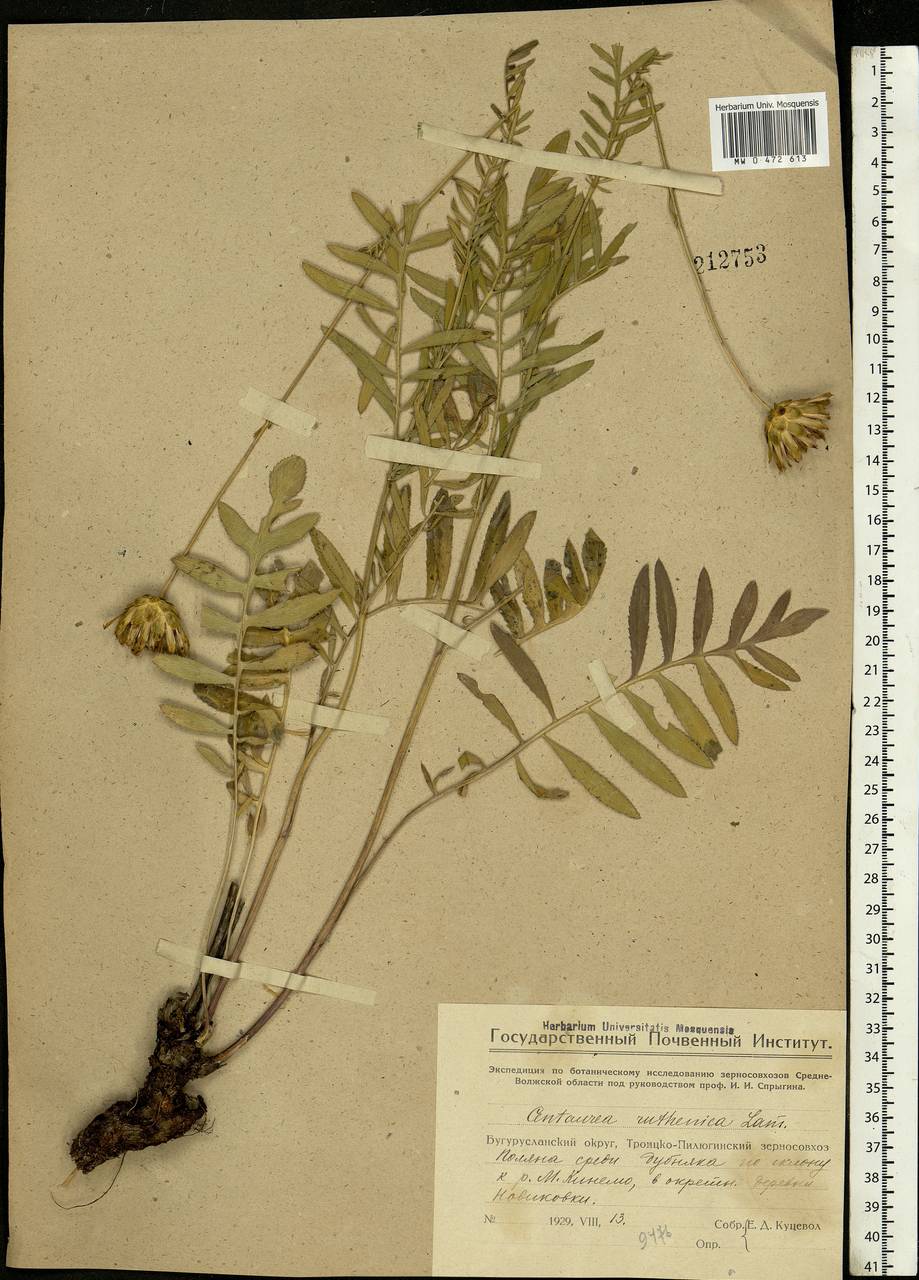 Rhaponticoides ruthenica (Lam.) M. V. Agab. & Greuter, Eastern Europe, Eastern region (E10) (Russia)