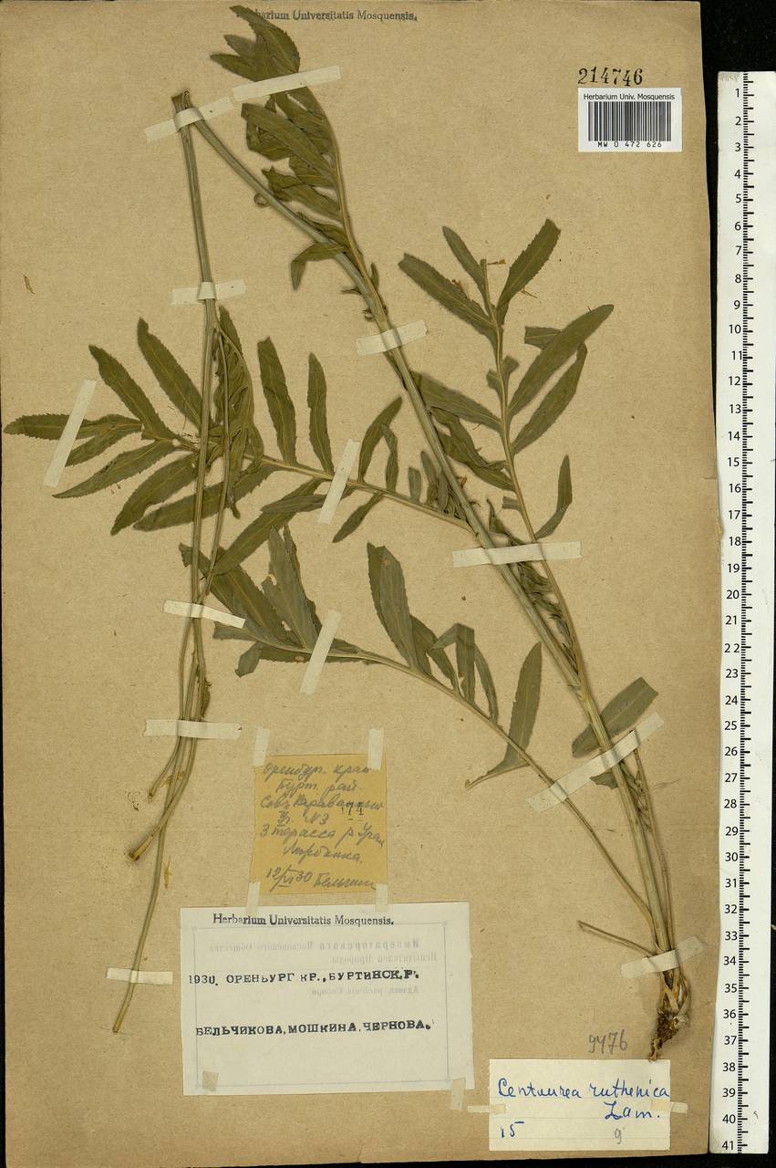 Rhaponticoides ruthenica (Lam.) M. V. Agab. & Greuter, Eastern Europe, Eastern region (E10) (Russia)