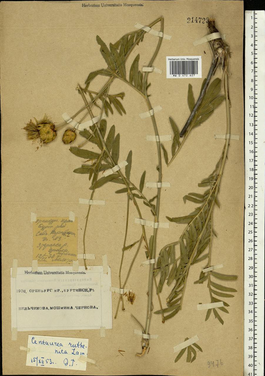 Rhaponticoides ruthenica (Lam.) M. V. Agab. & Greuter, Eastern Europe, Eastern region (E10) (Russia)