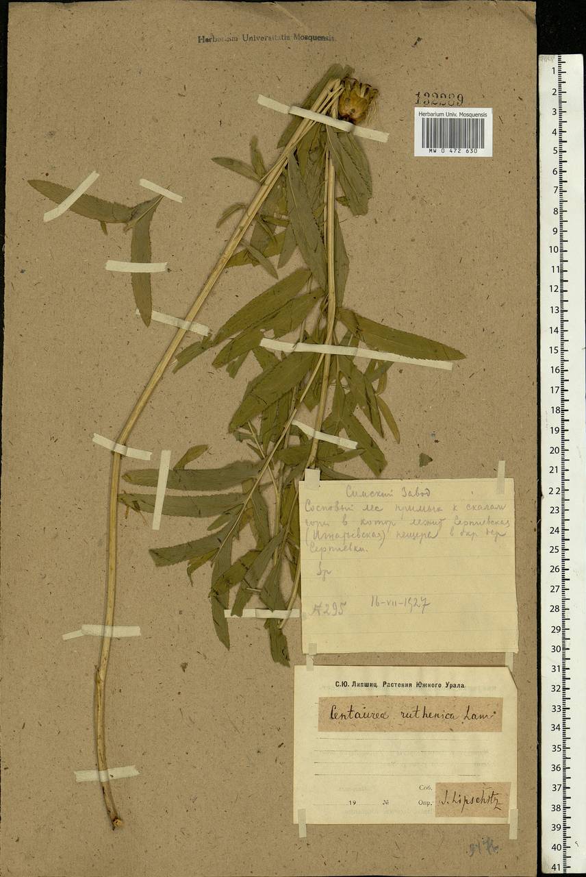 Rhaponticoides ruthenica (Lam.) M. V. Agab. & Greuter, Eastern Europe, Eastern region (E10) (Russia)